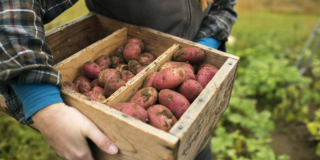 Låda med potatis bärs hem från åkern.